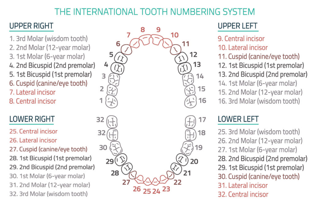 us teeth numbers